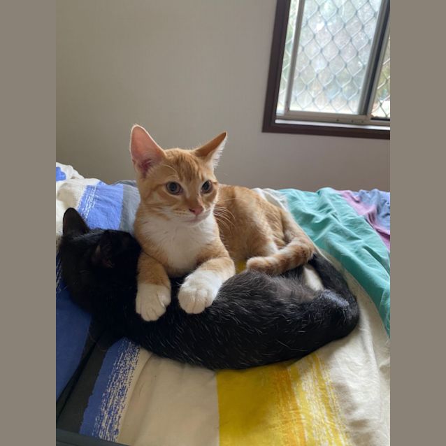 Photo of Gingie