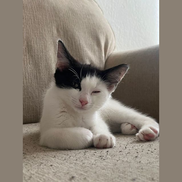 Photo of Pirate