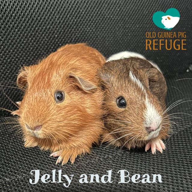 Photo of Jelly And Bean