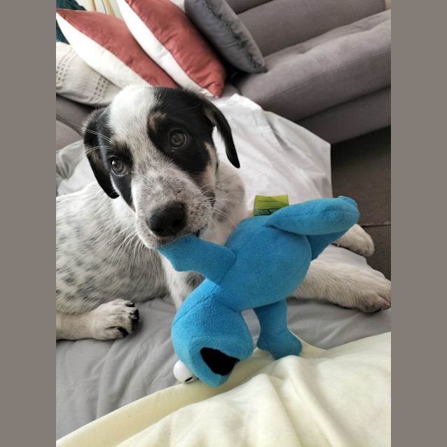 Photo of Alfie