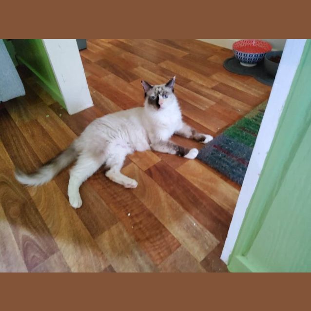 Photo of Oreo