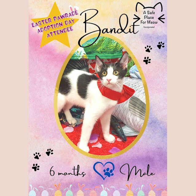 Photo of Bandit