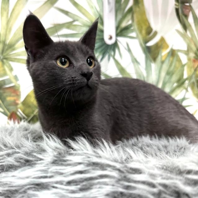 Photo of Lavinia   Located In Preston