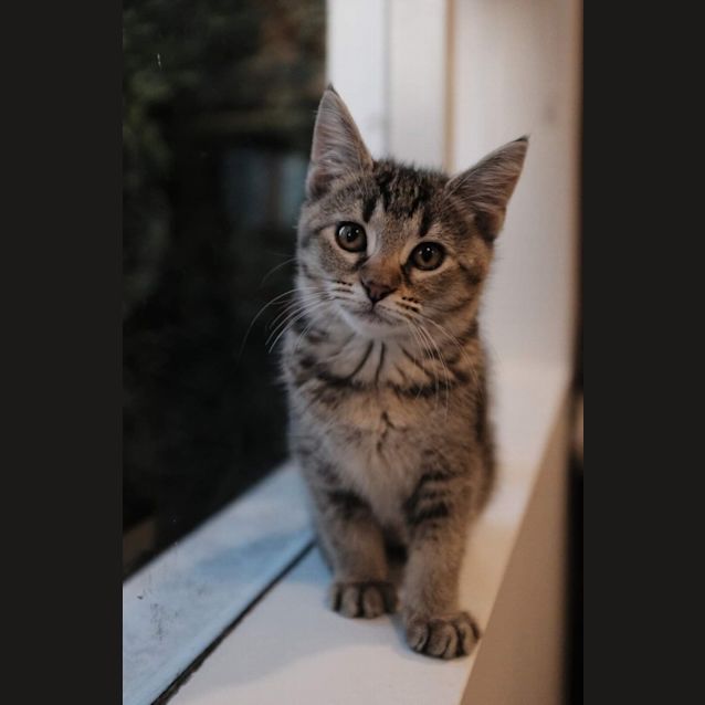 Photo of Toph   Petstock