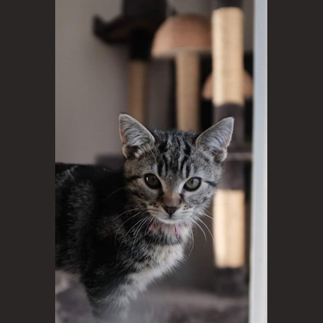 Photo of Katara   Petstock