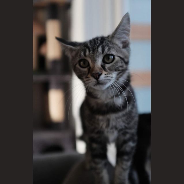 Photo of Zuko   Petstock