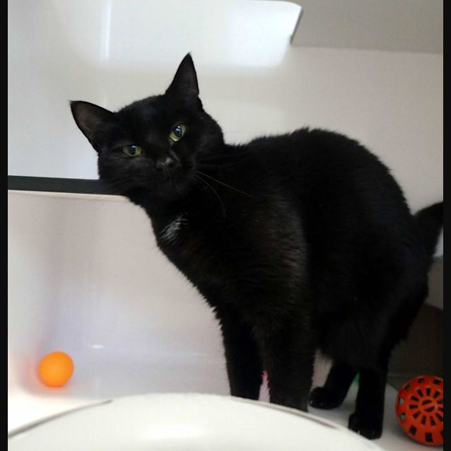 Photo of Star Sua011053