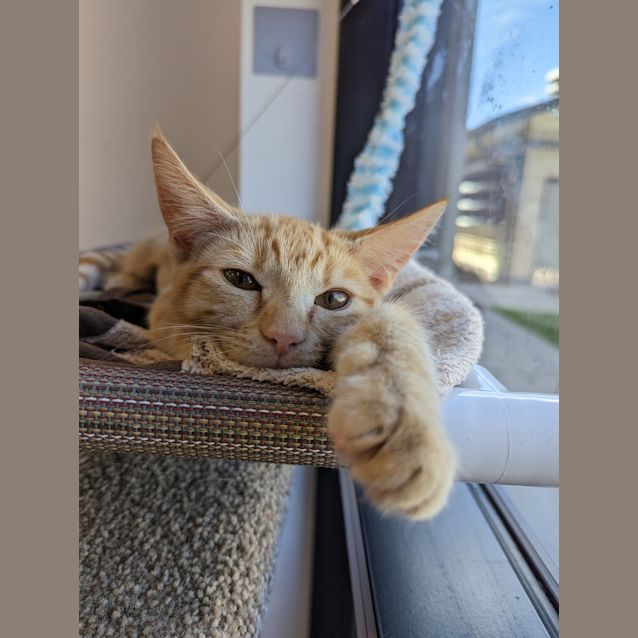 Photo of Phoebe