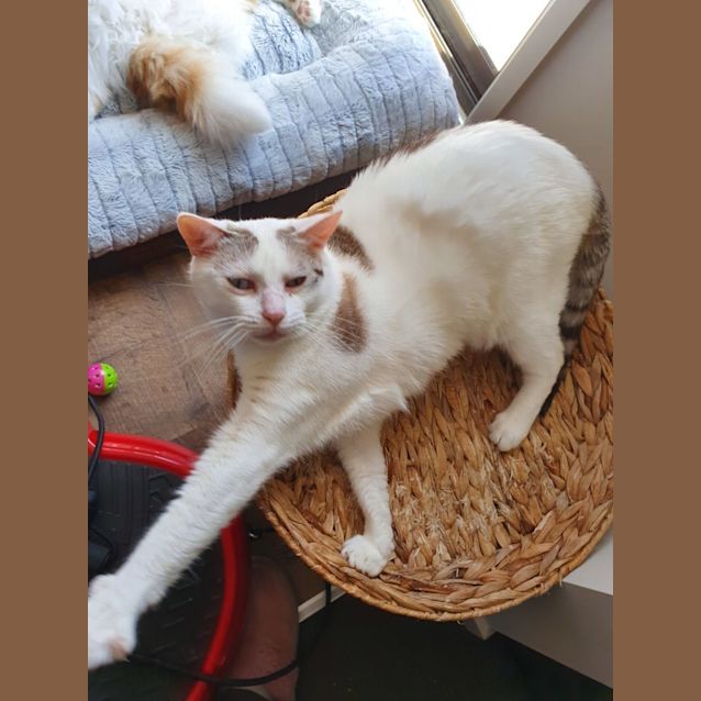 Photo of Chico