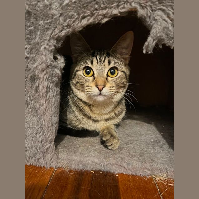 Photo of Kaira *9 Lives Project Rescue*