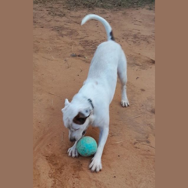 Photo of Albie