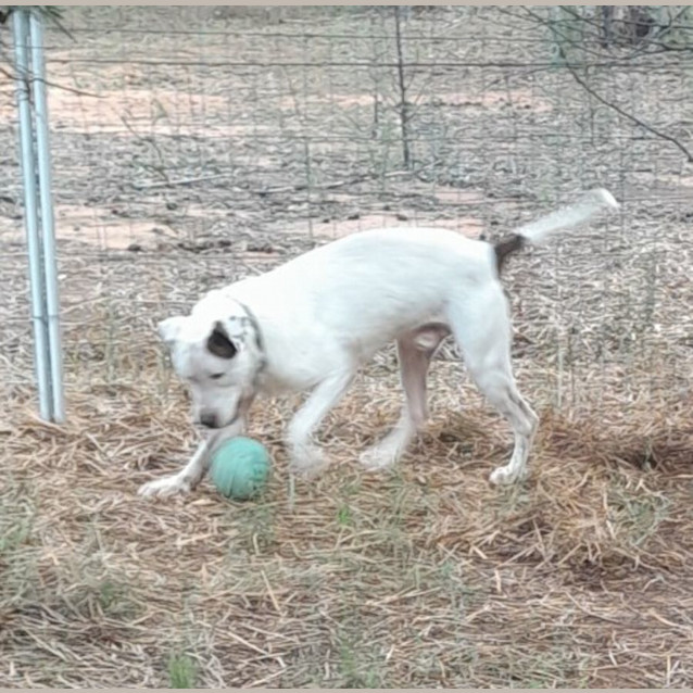 Photo of Albie