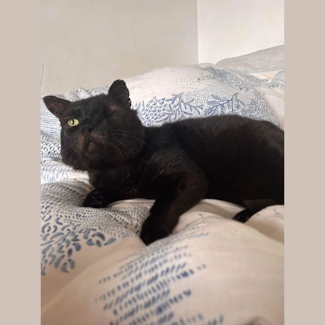 Photo of Sully   Located In Fitzroy North