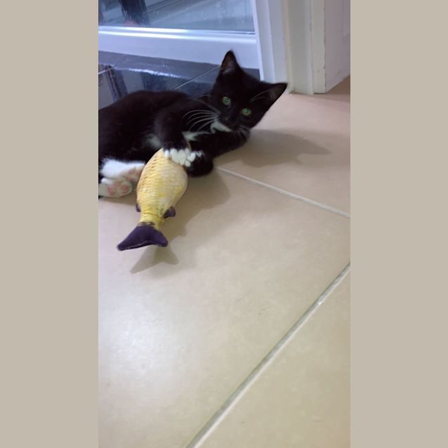 Photo of Socks