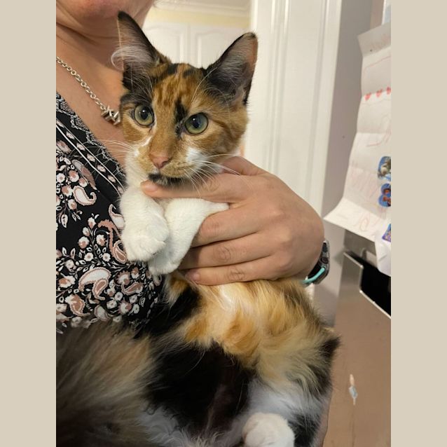 Photo of Ginger