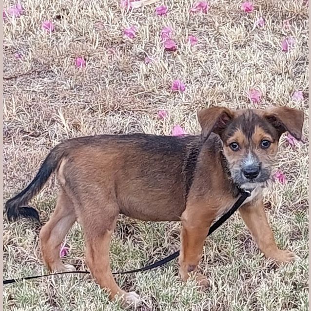 Photo of Scout