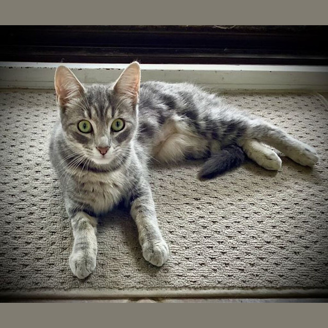 Photo of Misty