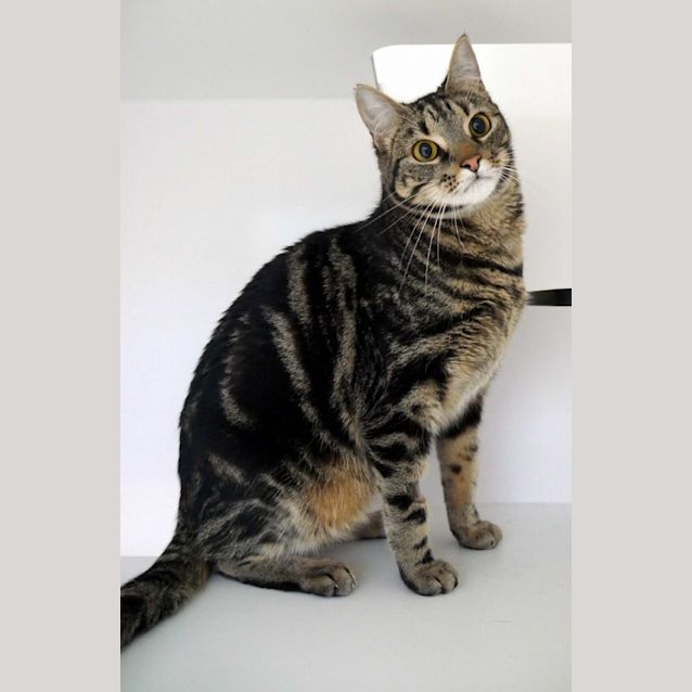 Photo of Shilo Sua011022