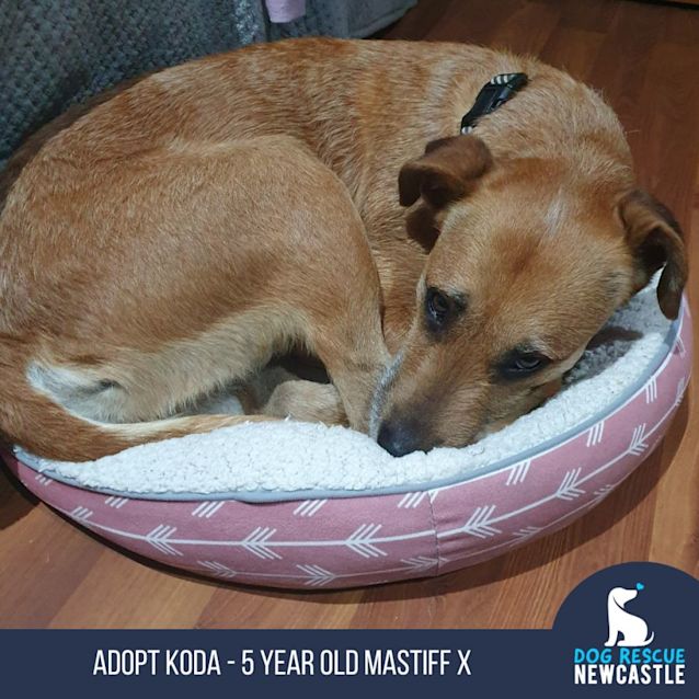 Photo of Koda   5 Year Old Mastiff X (On Trial)