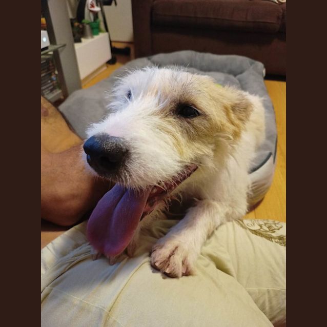 Photo of Dahlia