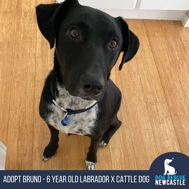 Photo of Bruno   6 Year Old Labrador X (On Trial)