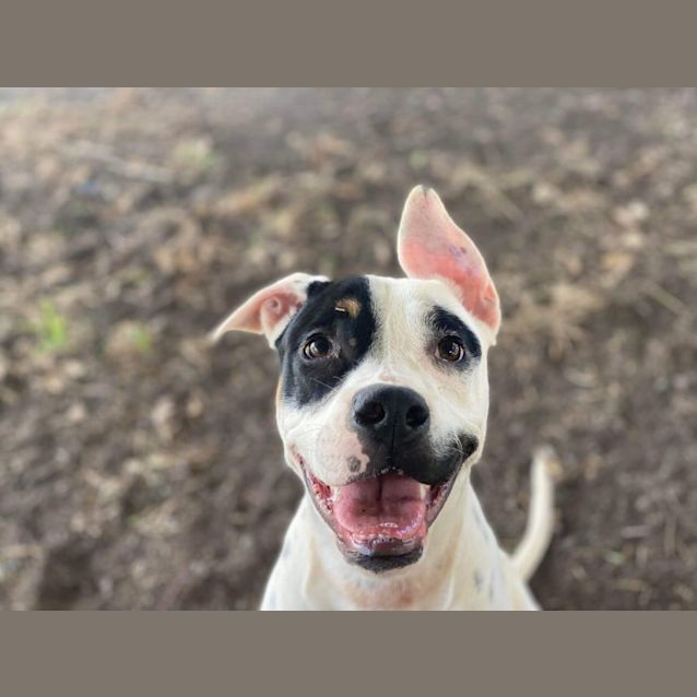 Photo of Smudge (Imp. 147)