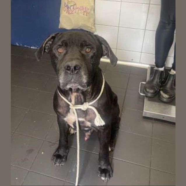 Photo of Macca (Imp. 148)