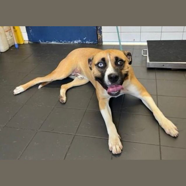 Photo of Simba (Imp. 199)