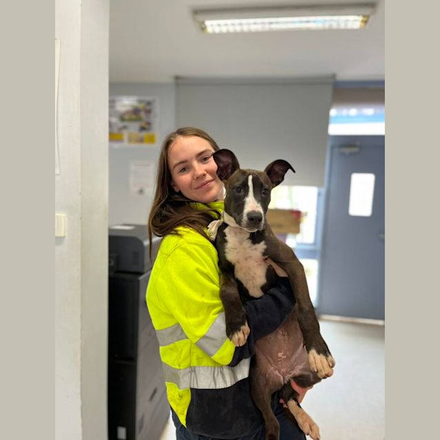 Photo of Kallie (Imp. 253)