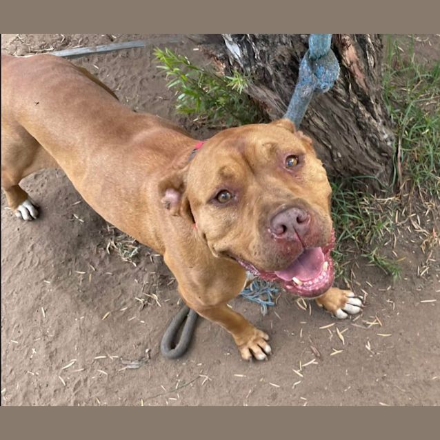 Photo of Mia (Imp. 264)