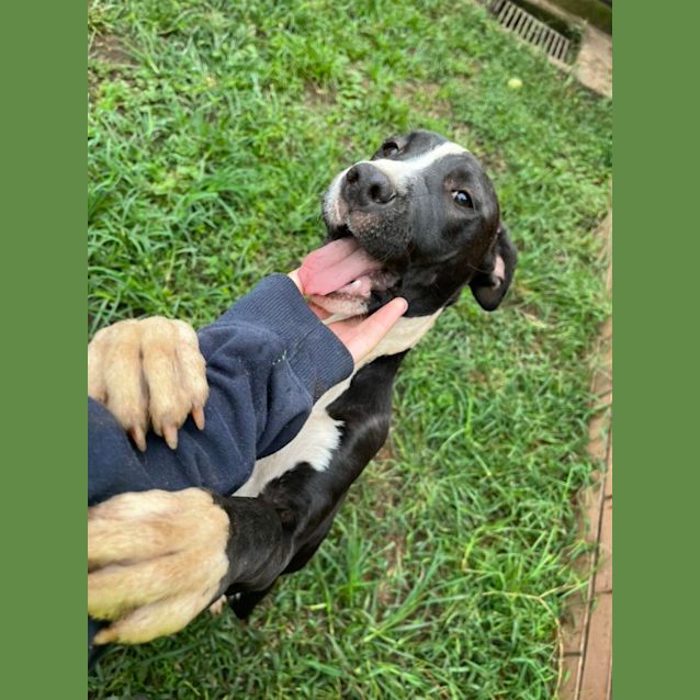 Photo of Daisy (Imp. 286)