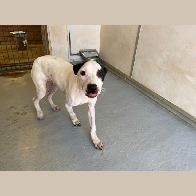 Photo of Pandora (Imp. 349)