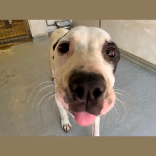 Photo of Pandora (Imp. 349)