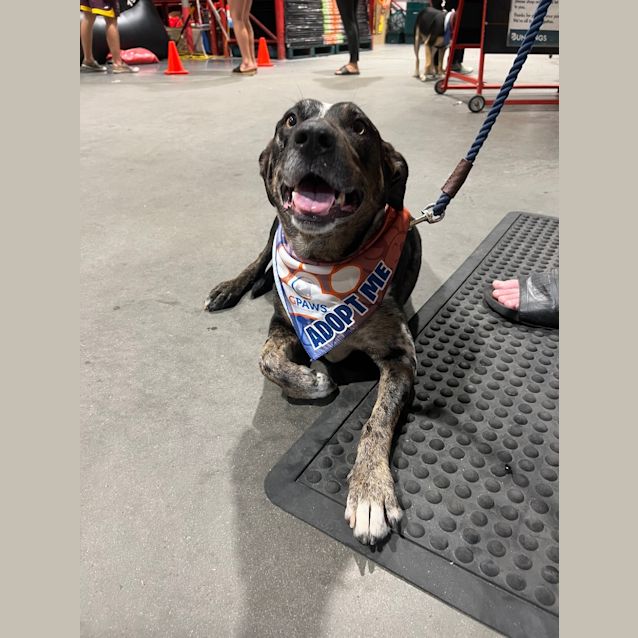 Photo of Charlie Dog