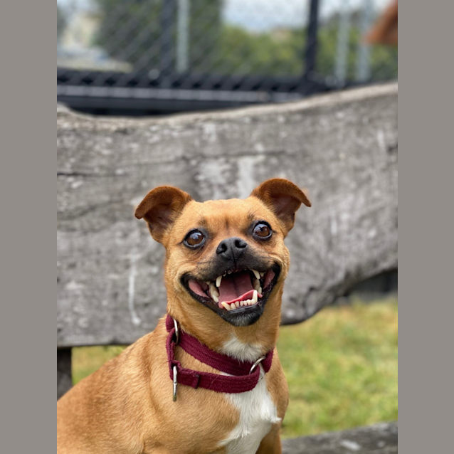 Photo of Roxie