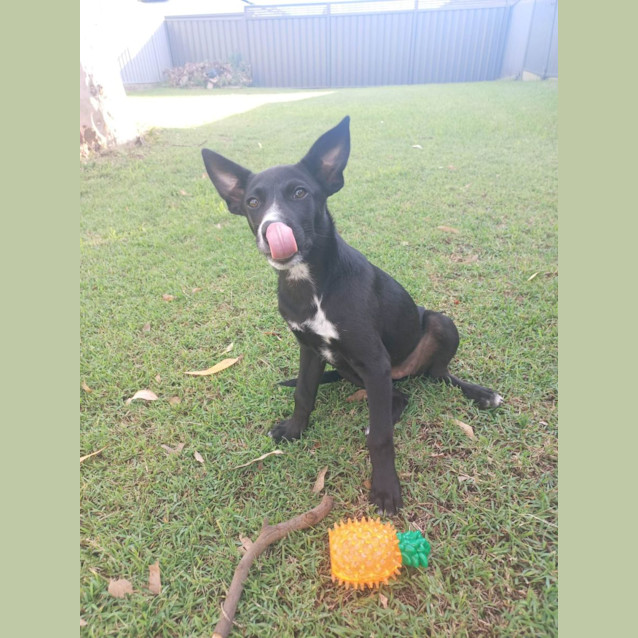 Photo of Nala   14 Week Old Kelpie (On Trial 22/6/23)