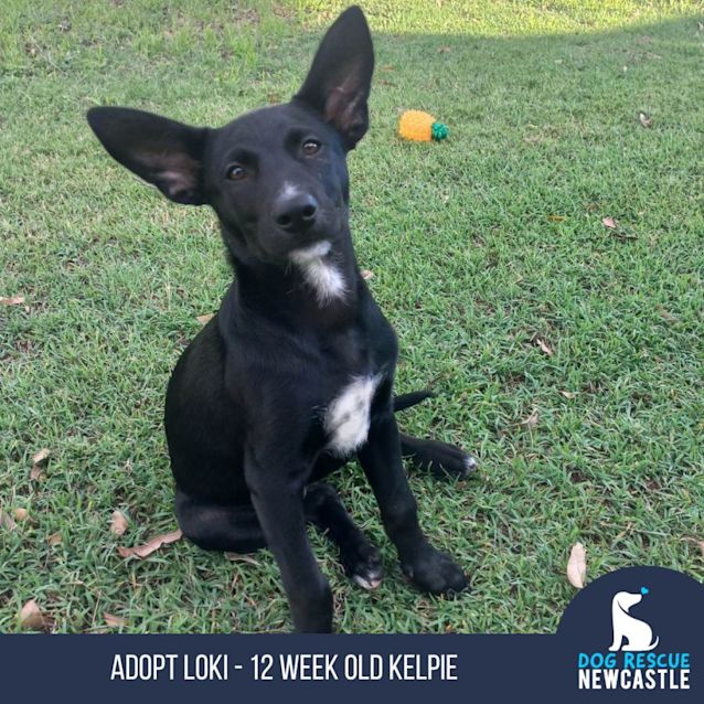 Photo of Loki   12 Week Old Kelpie (On Trial)