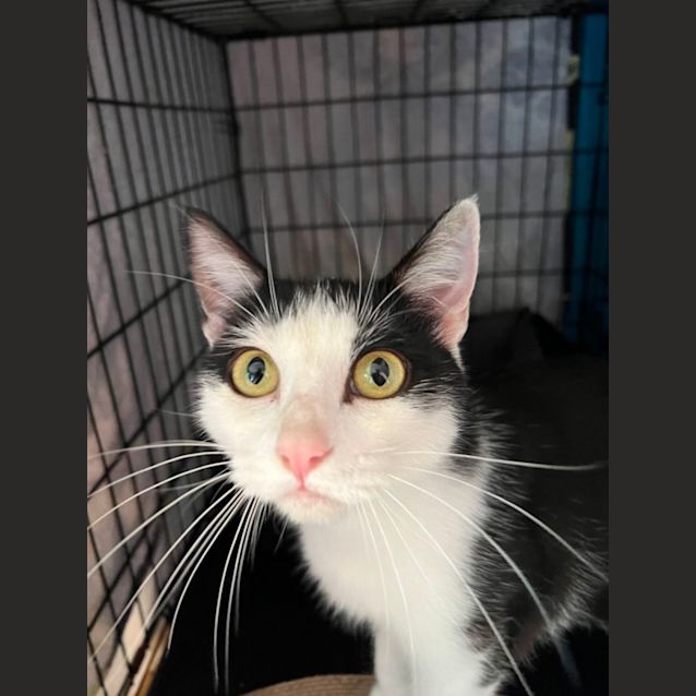 Photo of Penny   Can Transport To You