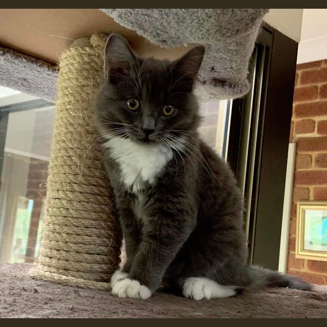 Photo of Sapphire
