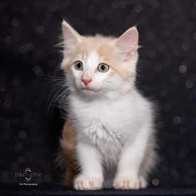 Photo of Francis ** 2nd Chance Cat Rescue**