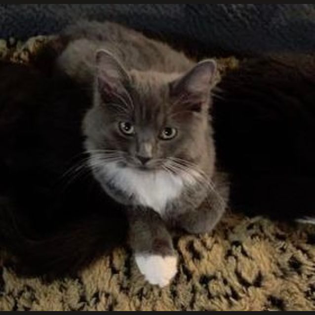 Photo of Sapphire