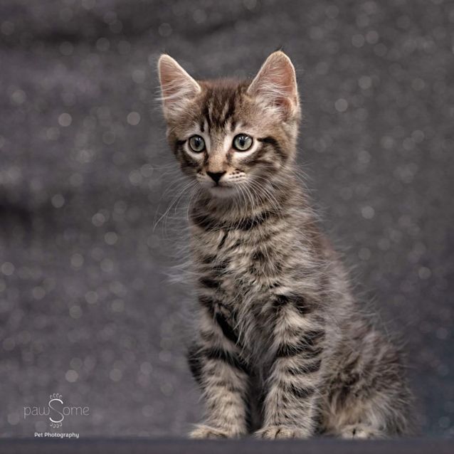 Photo of Malcom  **2nd Chance Cat Rescue**