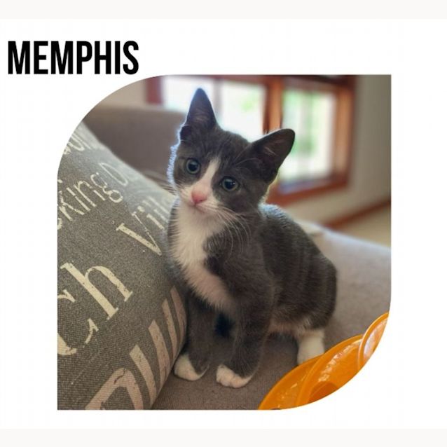 Photo of Memphis
