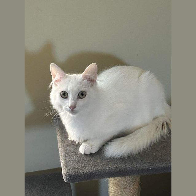 Photo of Pedro