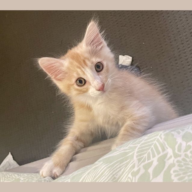 Photo of Winston (Was Lime)