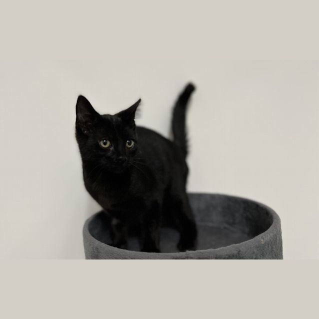 Photo of Oreo