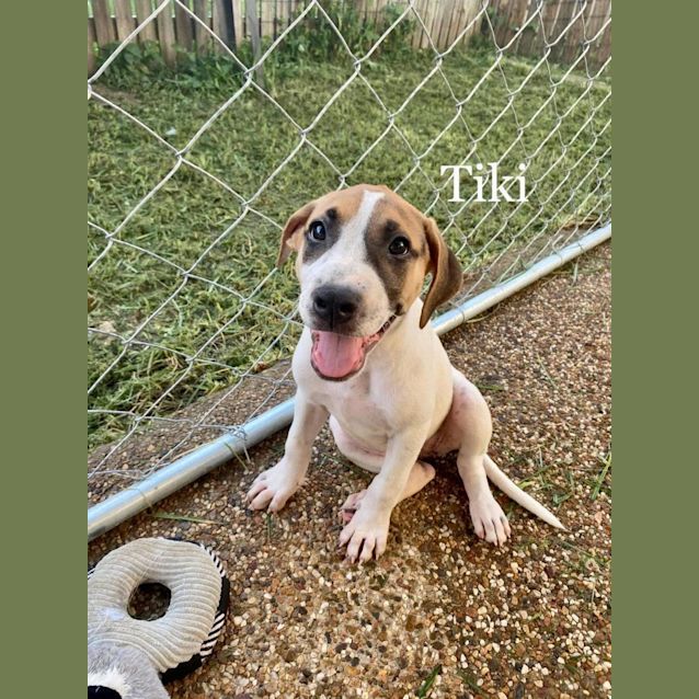 Photo of Tiki
