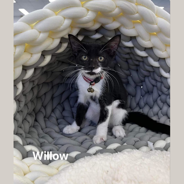 Photo of Willow