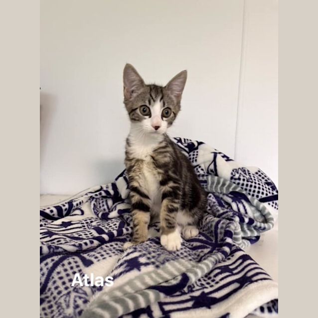 Photo of Atlas