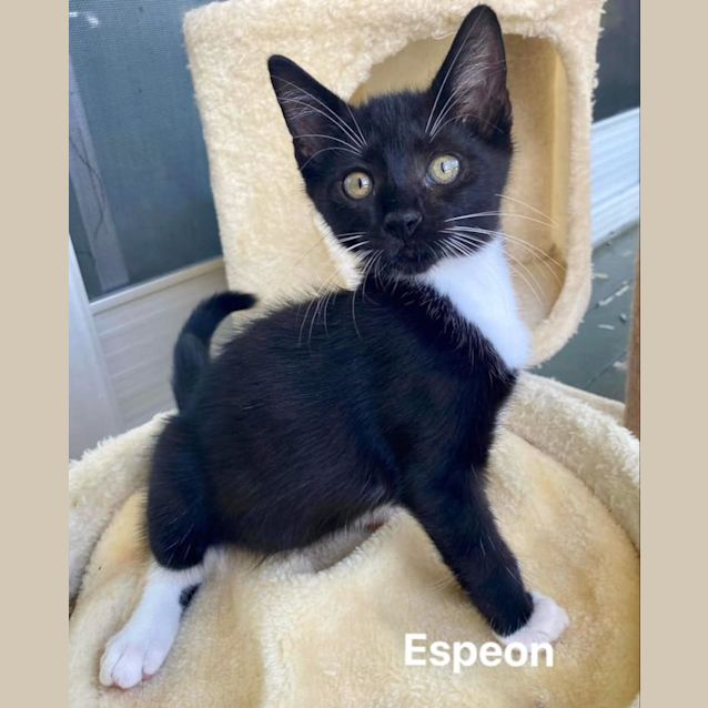 Photo of Espeon